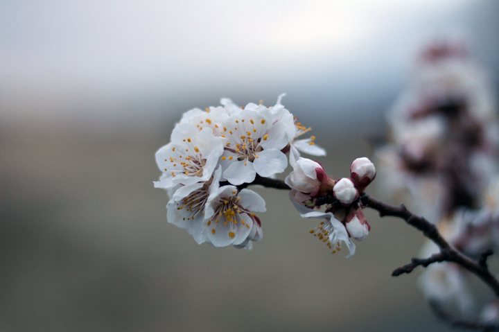 A branch of blooming apricot tree in Armenia, classic tours in Armenia.