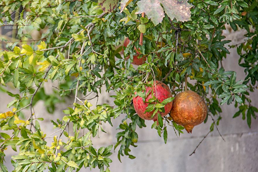 Pomegranates in Meghri, Armenia